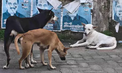 ആലുവ തെരുവുനായ് ഭീതിയിൽ; ജ​നം തി​ങ്ങി​പ്പാ​ർ​ക്കു​ന്ന തോ​ട്ട​ക്കാ​ട്ടു​ക​ര മേ​ഖ​ല​യി​ൽ നാ​യ്ക്ക​ൾ പെ​രു​കു​ന്നു