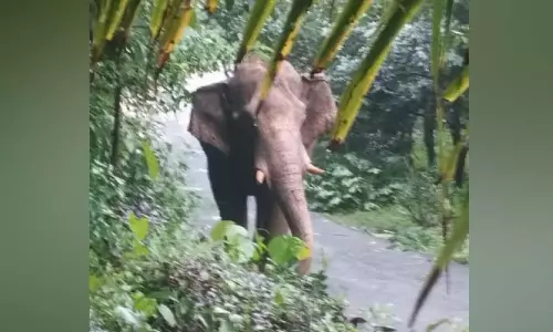 ചതിരൂരിൽ കാട്ടാന ഇറങ്ങി; വ്യാപകമായി കൃഷി നശിപ്പിച്ചു