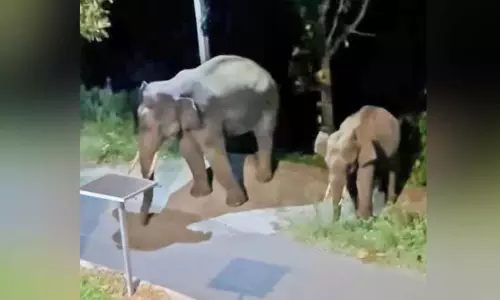 വി​നോ​ദ സ​ഞ്ചാ​ര മേ​ഖ​ല​യി​ൽ ഭീ​തി വി​ത​ച്ച് കാ​ട്ടാ​ന​ക​ൾ