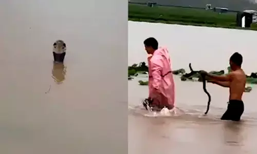 ചൈനയിൽ പ്രളയത്തിൽ പാമ്പ് ഫാമും മൃഗശാലയും തകർന്നു; 900 പാമ്പുകളും മൃഗങ്ങളും ജനവാസ കേന്ദ്രങ്ങളിൽ, ജനങ്ങൾ ഭീതിയിൽ