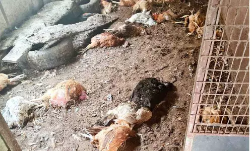 തെരുവുനായ് ആക്രമണം; അമ്പതോളം വളർത്തുകോഴികളെ കൊന്നു തെരുവുനായ് ആക്രമണം; അമ്പതോളം വളർത്തുകോഴികളെ കൊന്നു