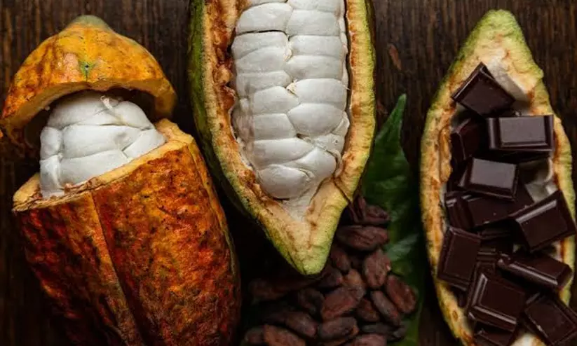 വിളവ് കുറഞ്ഞു, വില ഇടിഞ്ഞു; കൊക്കോ കര്ഷകര് പ്രതിസന്ധിയില് വിളവ് കുറഞ്ഞു, വില ഇടിഞ്ഞു; കൊക്കോ കര്ഷകര് പ്രതിസന്ധിയില്