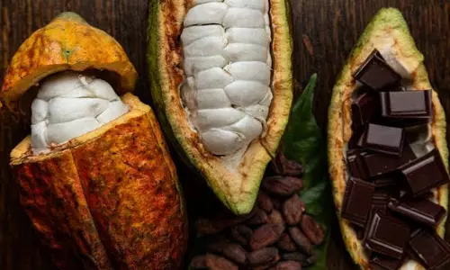 വിളവ് കുറഞ്ഞു, വില ഇടിഞ്ഞു; കൊ​ക്കോ ക​ര്‍ഷ​ക​ര്‍ പ്ര​തി​സ​ന്ധി​യി​ല്‍