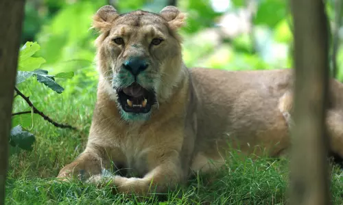 Gujarat lion attack