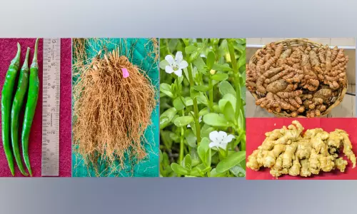 അത്യുൽപാദന ശേഷിയുള്ള അഞ്ച് വിളയിനങ്ങൾ വികസിപ്പിച്ച് കാർഷിക സർവകലാശാല അത്യുൽപാദന ശേഷിയുള്ള അഞ്ച് വിളയിനങ്ങൾ വികസിപ്പിച്ച് കാർഷിക സർവകലാശാല