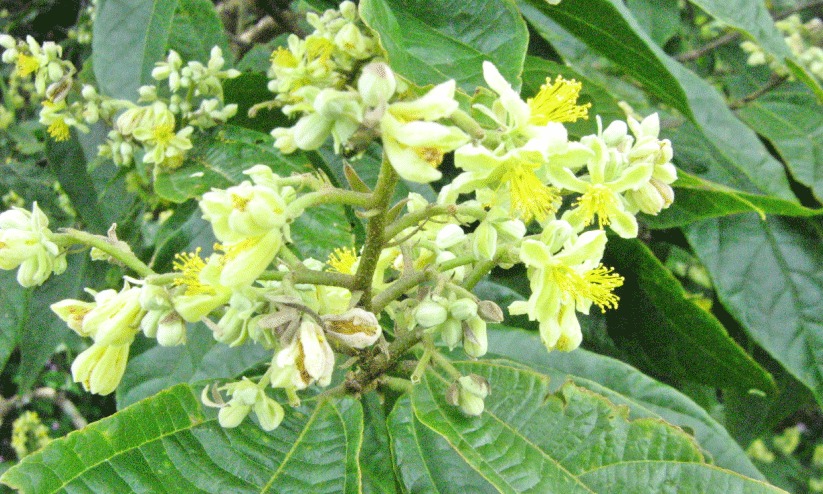 ചേരിക്കൊട്ട ചേരിക്കൊട്ട