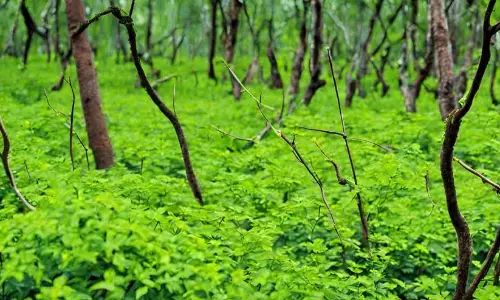 അധിനിവേശ സസ്യവ്യാപനം ജൈവ വൈവിധ്യം നഷ്ടപ്പെടുത്തുന്നതായി പഠന റിപ്പോർട്ട്