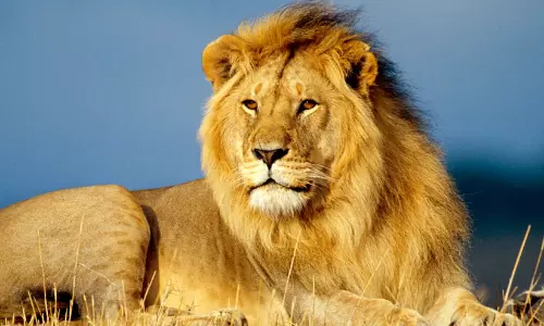 lion