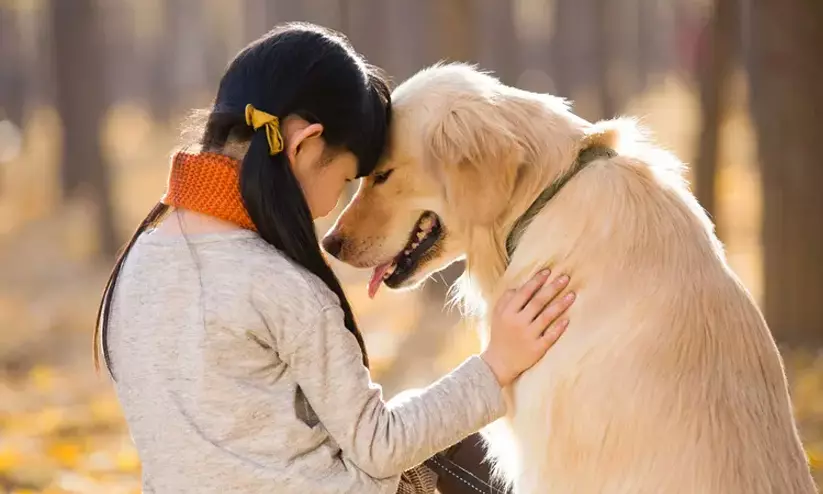 dog and human relation dog and human relation