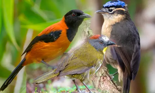 Poisonous birds