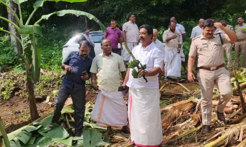 കാട്ടാന കൃഷി നശിപ്പിച്ച പ്രദേശങ്ങൾ എം.എൽ.എ സന്ദർശിച്ചു