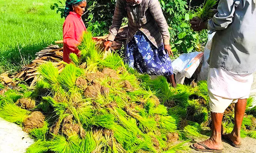 ഞാർ ക്ഷാമം; കർഷകർ നെട്ടോട്ടത്തിൽ ഞാർ ക്ഷാമം; കർഷകർ നെട്ടോട്ടത്തിൽ