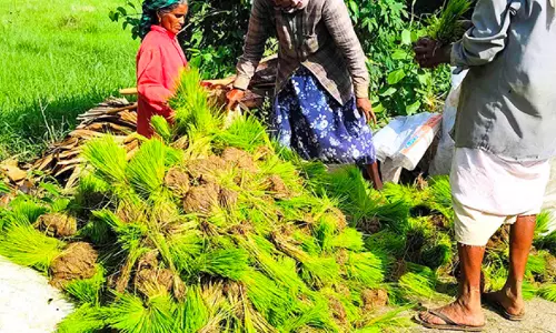 ഞാർ ക്ഷാമം; കർഷകർ നെട്ടോട്ടത്തിൽ