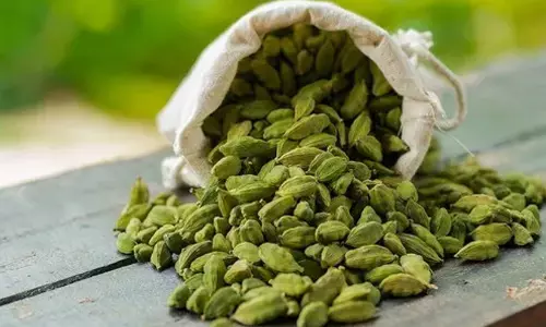 മലയോര മേഖലയിൽ തുടർച്ചയായ മഴ: പ്രതീക്ഷയിൽ ഏലം കർഷകർ മലയോര മേഖലയിൽ തുടർച്ചയായ മഴ: പ്രതീക്ഷയിൽ ഏലം കർഷകർ