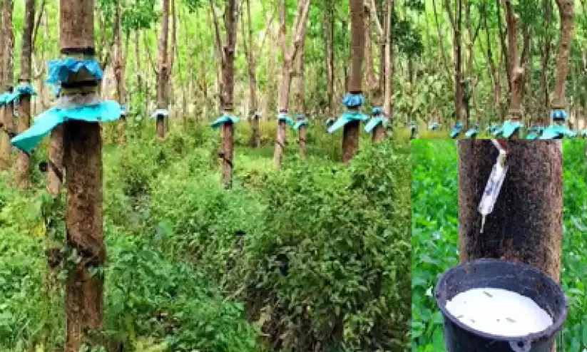 ഉൽപാദനക്കുറവ്; ബജറ്റ് പ്രഖ്യാപനത്തിന്റെ നേട്ടം കൈവിടുമെന്ന ആശങ്കയിൽ റബർ കർഷകർ ഉൽപാദനക്കുറവ്; ബജറ്റ് പ്രഖ്യാപനത്തിന്റെ നേട്ടം കൈവിടുമെന്ന ആശങ്കയിൽ റബർ കർഷകർ