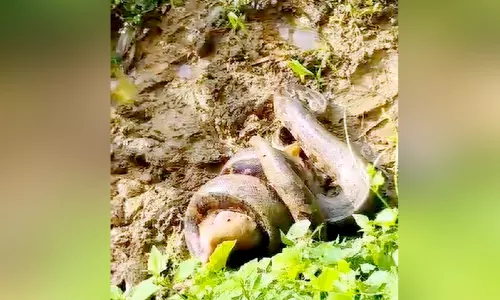 പെ​രു​മ്പാ​മ്പ് തെ​രു​വു​നാ​യെ വി​ഴു​ങ്ങി