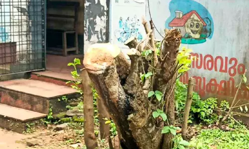 തണൽ മരങ്ങൾ വെട്ടിനശിപ്പിക്കുന്നത് വ്യാപകമാകുന്നു തണൽ മരങ്ങൾ വെട്ടിനശിപ്പിക്കുന്നത് വ്യാപകമാകുന്നു