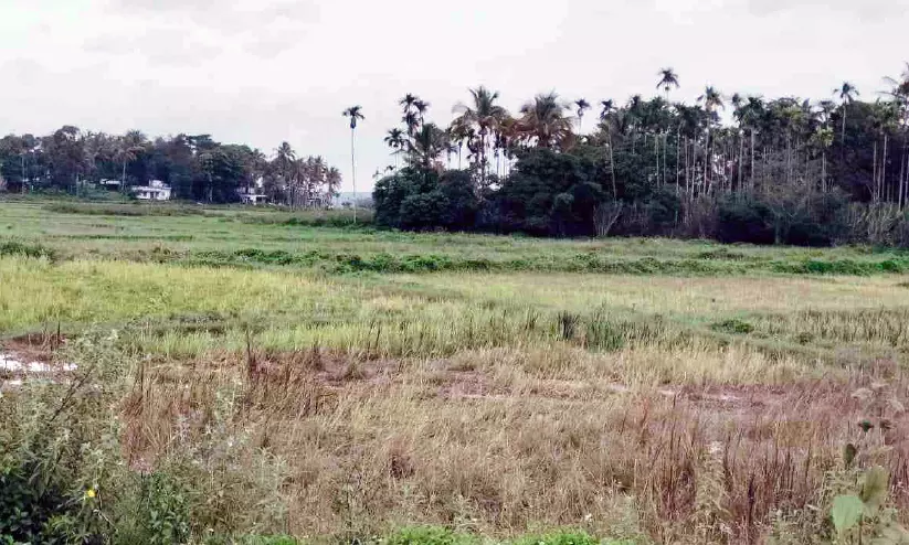 കർക്കടകം പിറന്നിട്ടും മഴയില്ല; നെല്ലിന് ഞാറുനടാനാവാതെ കർഷകർ, മേഖല പ്രതിസന്ധിയിൽ കർക്കടകം പിറന്നിട്ടും മഴയില്ല; നെല്ലിന് ഞാറുനടാനാവാതെ കർഷകർ, മേഖല പ്രതിസന്ധിയിൽ