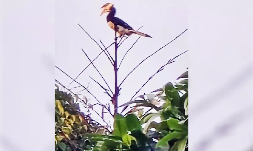 തളിപ്പറമ്പിൽ പാണ്ടൻ വേഴാമ്പലുകളെ കണ്ടെത്തി തളിപ്പറമ്പിൽ പാണ്ടൻ വേഴാമ്പലുകളെ കണ്ടെത്തി