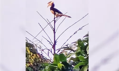 ത​ളി​പ്പ​റ​മ്പി​ൽ പാ​ണ്ട​ൻ വേ​ഴാ​മ്പ​ലു​ക​ളെ ക​ണ്ടെ​ത്തി