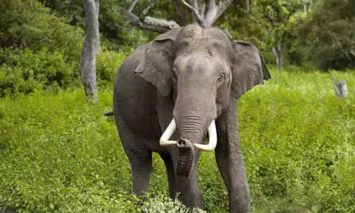 ക​ട​വു​പു​ഴ​യി​ൽ കാ​ട്ടാ​ന​ശ​ല്യം പ​തി​വ് കൈ​ത​ത്തോ​ട്ട​ത്തി​ൽ വി​ഹ​രി​ച്ച്​ ആ​ന​ക്കൂ​ട്ടം