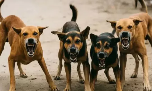 വീട്ടിൽ ഉറങ്ങിക്കിടന്ന അഞ്ചുമാസം പ്രായമുള്ള കുഞ്ഞിനെ തെരുവ് നായ കടിച്ചു; ഗുരുതര പരിക്ക്