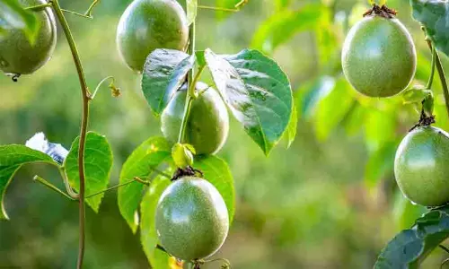 passion fruit passion fruit
