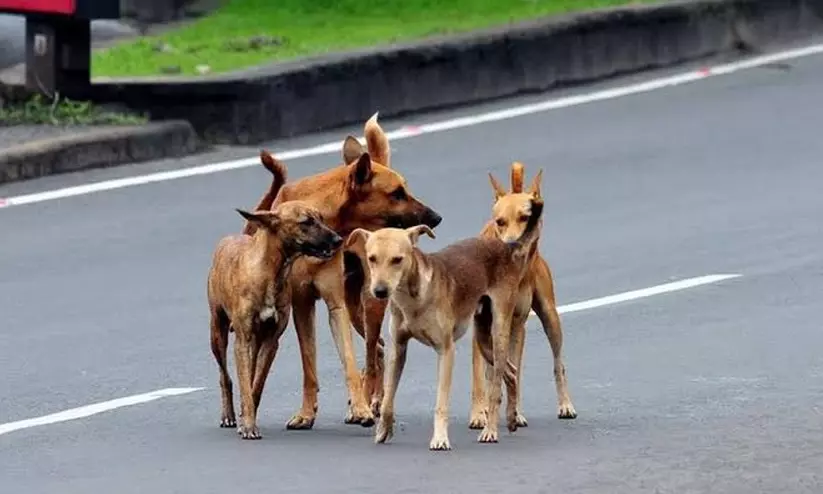 അഞ്ചുമാസം പ്രായമായ കുഞ്ഞിനെ വീടിനകത്ത് കയറി നായ് ആക്രമിച്ചു അഞ്ചുമാസം പ്രായമായ കുഞ്ഞിനെ വീടിനകത്ത് കയറി നായ് ആക്രമിച്ചു