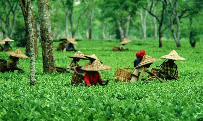 അസമിലെ ഒരു തേയിലത്തോട്ടത്തിൽ പണിയെടുക്കുന്ന സ്ത്രീകൾ