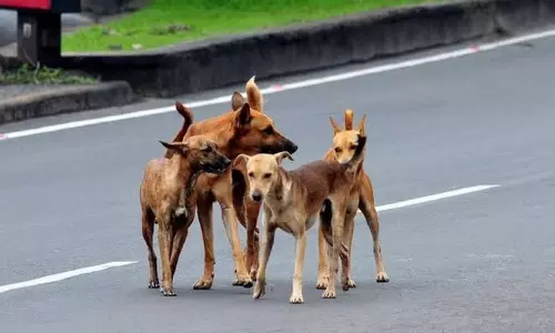 അഞ്ചുമാസം പ്രായമായ കുഞ്ഞിനെ വീടിനകത്ത് കയറി നായ് ആക്രമിച്ചു