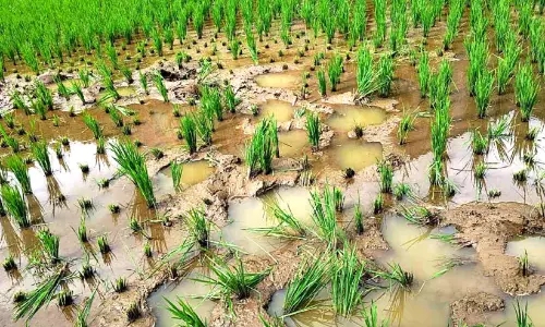 പു​ത്ത​ൻ​പാ​ട​ത്ത് കാ​ട്ടാ​ന വി​ള​യാ​ട്ടം; മൂ​ന്നേ​ക്ക​ർ നെ​ൽ​കൃ​ഷി ന​ശി​പ്പി​ച്ചു