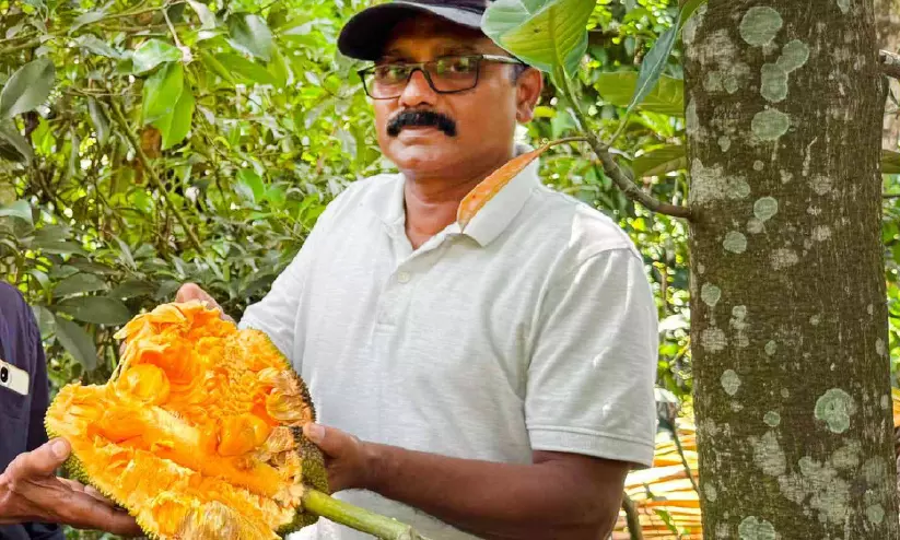കത്തിവേണ്ട; വിളഞ്ഞിയില്ല, തേൻമധുരമൂറും ‘നങ്ക ടകാം’ വിളയിച്ച് അബ്ദു കത്തിവേണ്ട; വിളഞ്ഞിയില്ല, തേൻമധുരമൂറും ‘നങ്ക ടകാം’ വിളയിച്ച് അബ്ദു