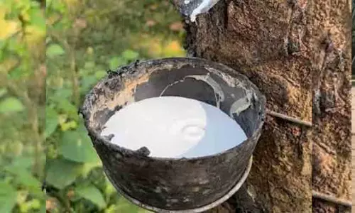 റബറിന്റെ താങ്ങുവില 250 രൂപയാക്കി; മൂന്നുമുതൽ പ്രബല്യത്തിൽ റബറിന്റെ താങ്ങുവില 250 രൂപയാക്കി; മൂന്നുമുതൽ പ്രബല്യത്തിൽ