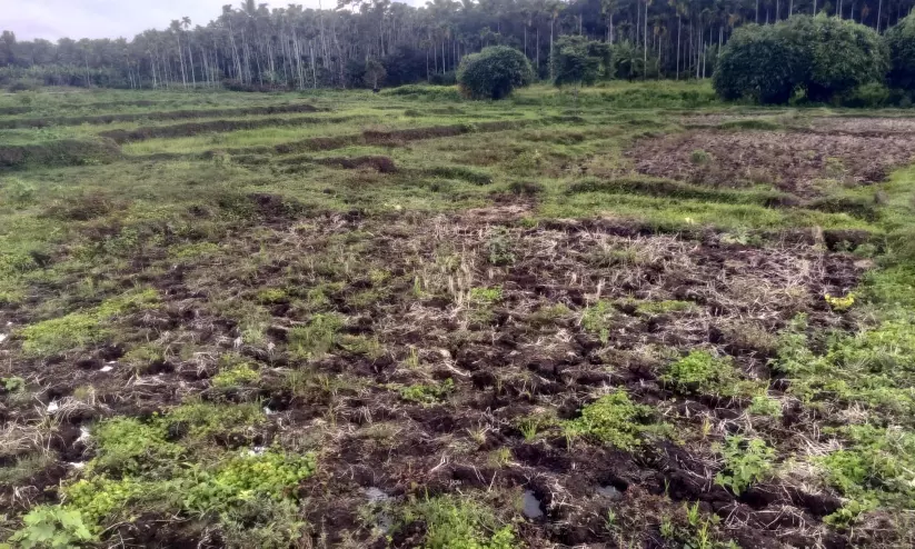 വയനാട്ടിൽ മാസാവസാനം കൂടുതൽ മഴക്ക് സാധ്യത വയനാട്ടിൽ മാസാവസാനം കൂടുതൽ മഴക്ക് സാധ്യത