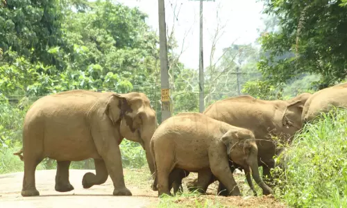 ജനങ്ങൾക്ക് ഉറക്കമില്ലാ രാത്രികൾ; ആനപ്പേടിയിൽ മലയോരഗ്രാമങ്ങൾ