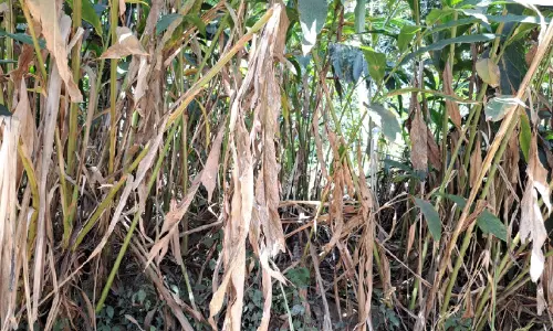 കാലാവസ്ഥ വ്യതിയാനം; ഇടുക്കിയിൽ മൂന്നുകോടിയുടെ വിളനാശം കാലാവസ്ഥ വ്യതിയാനം; ഇടുക്കിയിൽ മൂന്നുകോടിയുടെ വിളനാശം