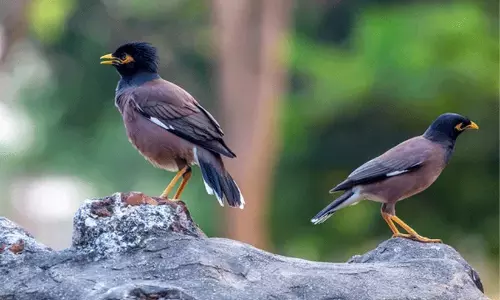കീടനിയന്ത്രണത്തിന് കൊണ്ടുവന്നു, ഒടുവിൽ വില്ലനായി: മെൽബണിനെ വിറപ്പിക്കുന്ന ഇന്ത്യൻ മൈനയുടെ കഥ