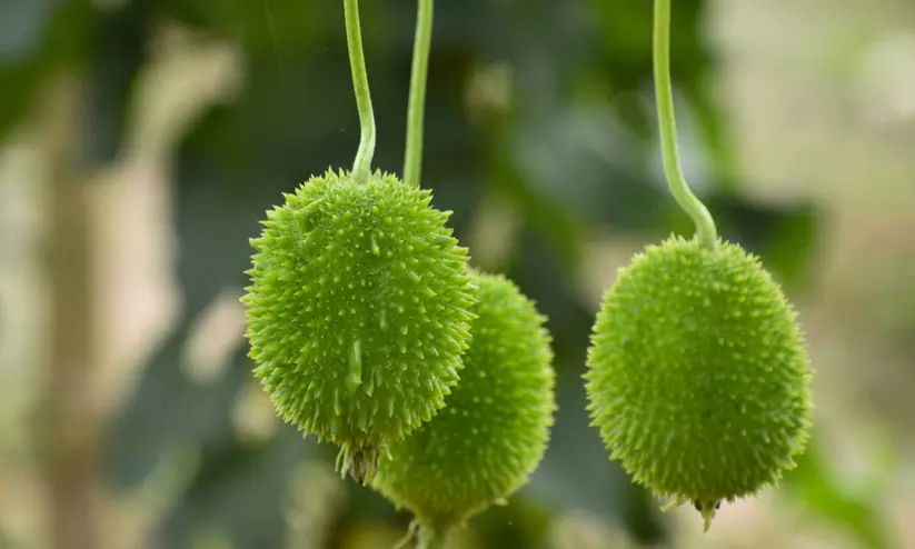 vegetable vegetable