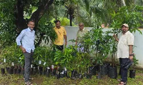 ഇന്ന് ദേശീയ മാമ്പഴദിനം: ഇവിടെ നാട്ടുമാവുകൾ ഓർമയല്ല; മധുരം വിളയുന്ന നന്മയാണ്