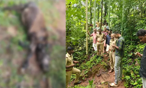 പുലിപ്പേടിയിൽ ചുഴലി; പശുക്കിടാവിനെ കൊന്നു