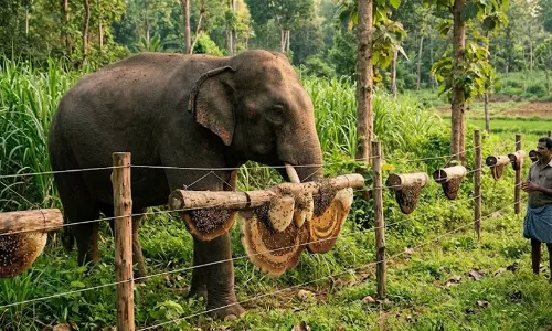 കാട്ടാനശല്യം തടയൽ; വേലികളിൽ തേനീച്ചക്കൂട് പരീക്ഷിക്കും കാട്ടാനശല്യം തടയൽ; വേലികളിൽ തേനീച്ചക്കൂട് പരീക്ഷിക്കും