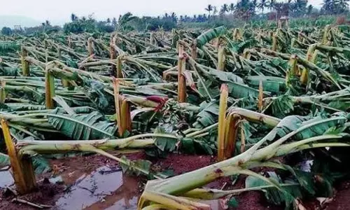 മൺസൂൺ; ഒരു കോടിയോളം രൂപയുടെ കൃഷിനാശം
