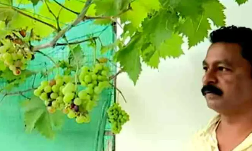 grape grape