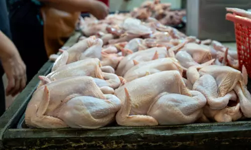 chicken price