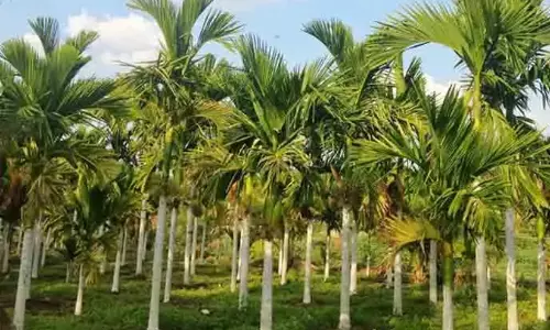 മണ്ണിനെ പൊന്നാക്കി റജിയും കുടുംബവും മണ്ണിനെ പൊന്നാക്കി റജിയും കുടുംബവും