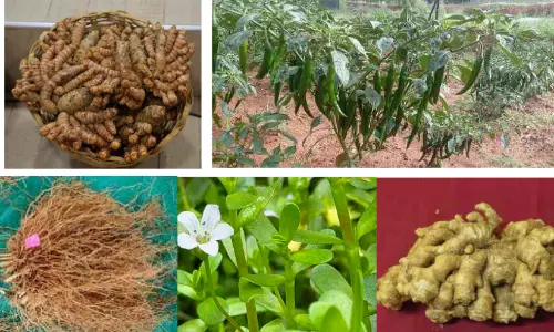 വയനാടിന് സന്തോഷം, അഞ്ച് വിളയിനങ്ങൾ വികസിപ്പിച്ചു വയനാടിന് സന്തോഷം, അഞ്ച് വിളയിനങ്ങൾ വികസിപ്പിച്ചു