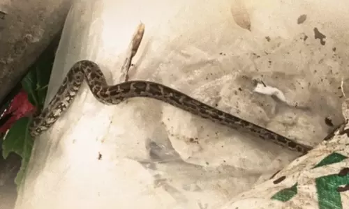 ഞങ്ങളോട് എന്തിനീ ക്രൂരത: ഹരിതകർമസേനയുടെ മാലിന്യശേഖരത്തിൽ ചാക്കിൽ കെട്ടിയ പെരുമ്പാമ്പും