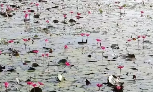 പുഞ്ചവയലിലെ ആമ്പൽ വസന്തം
