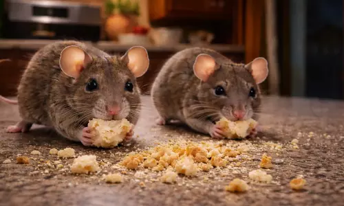 mice