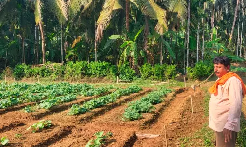 3000 ഹെക്ടറിൽ ജൈവകൃഷിയുമായി ജില്ല; ഓണ്‍ലൈനിലൂടെ വില്‍പനയും